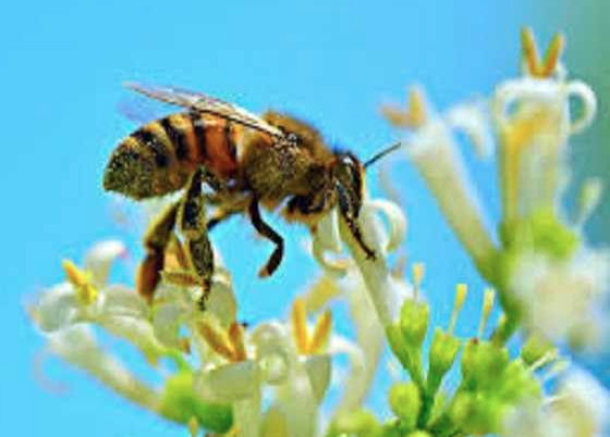 Mơ Thấy Con Ong Và Sự Tò Mò Về Những Con Số Liên Quan Đến Giấc Mơ Kubet Casino